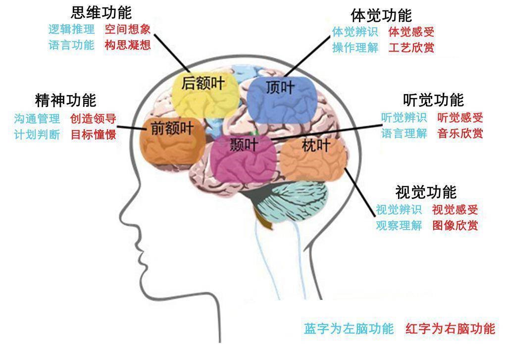 大脑结构分布.jpg